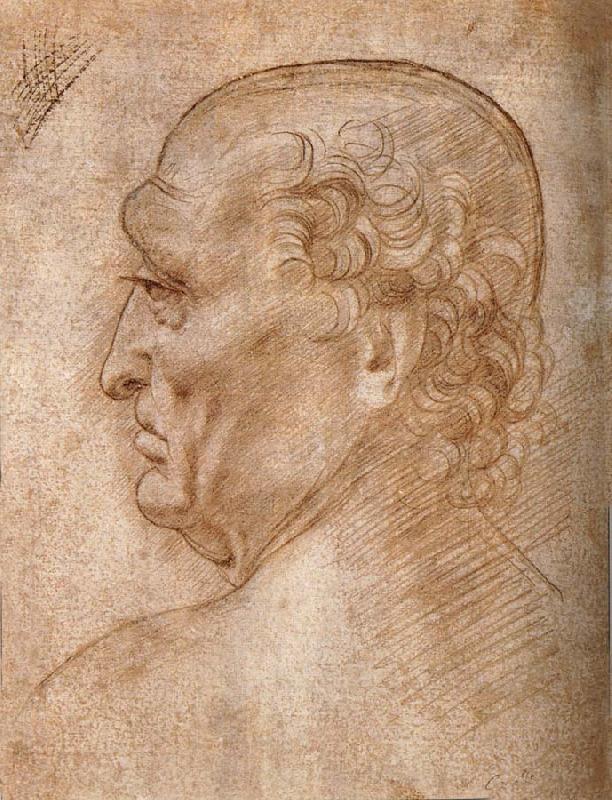 LEONARDO da Vinci Master of the Pala Sforzesca, profile of an old man